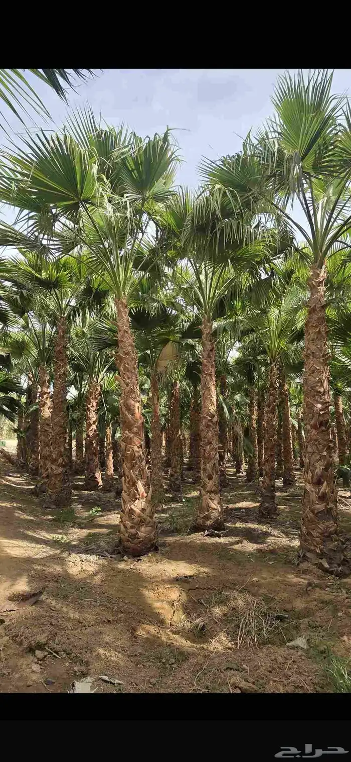 مقاول شبوك ونخيل 15