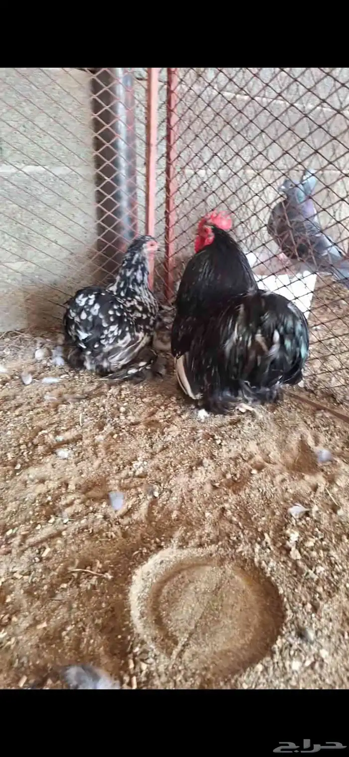 ديك ودجاجه كوشن سمول حباحب 1