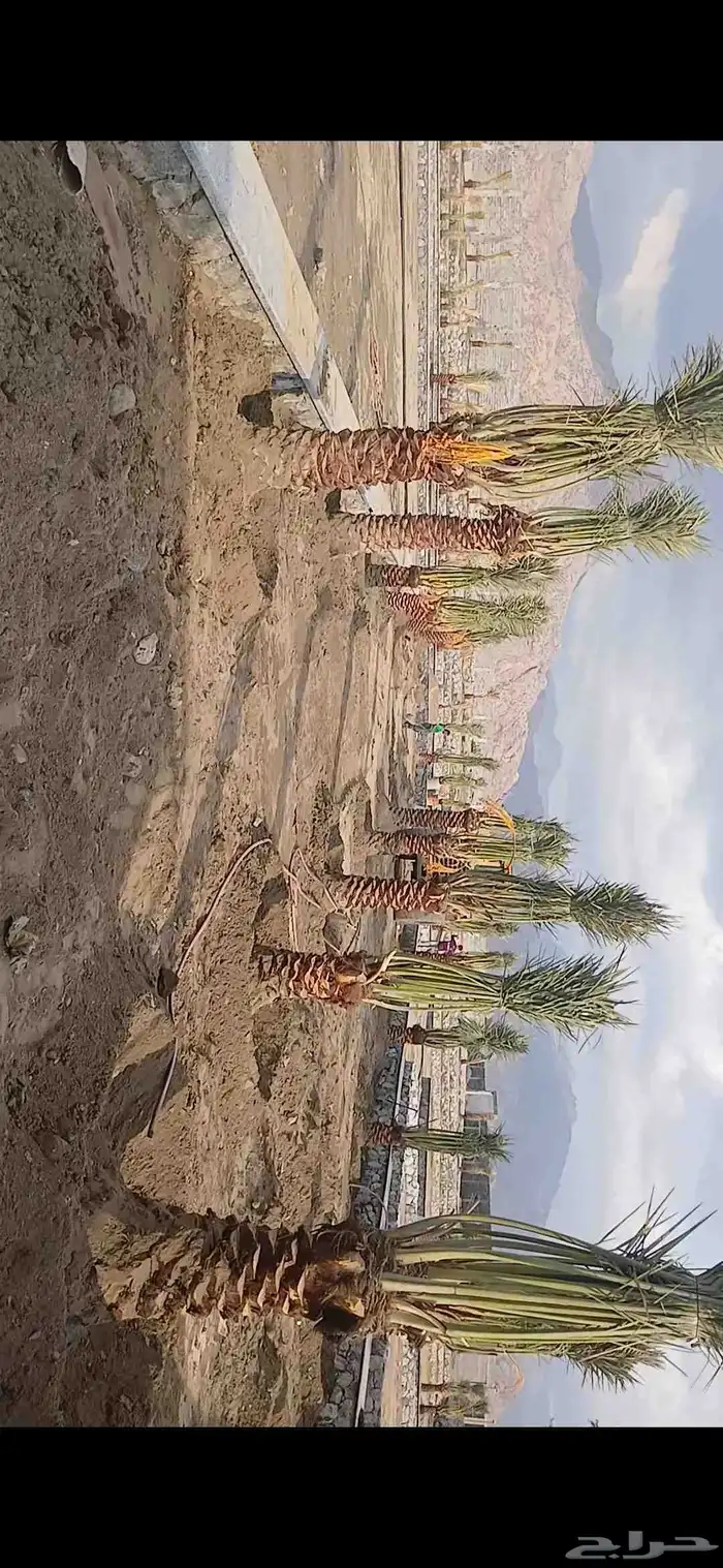 من أعمالي سكري مفتل يوجد لدينا جميع انوع النخيل سكري خلاص 0