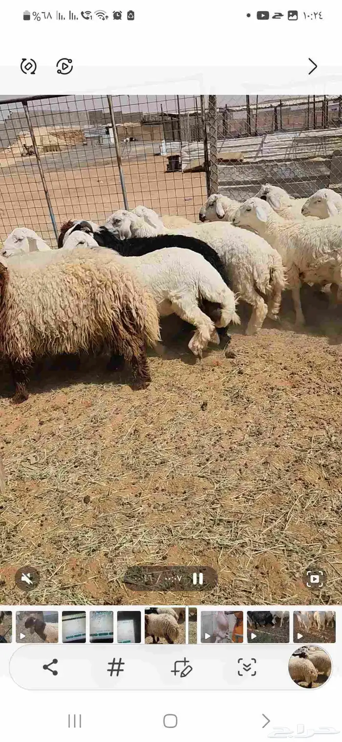 خرفان نعيمي وحريات ومشروكه تصلح للمناسبات العدد 24 جبره 4