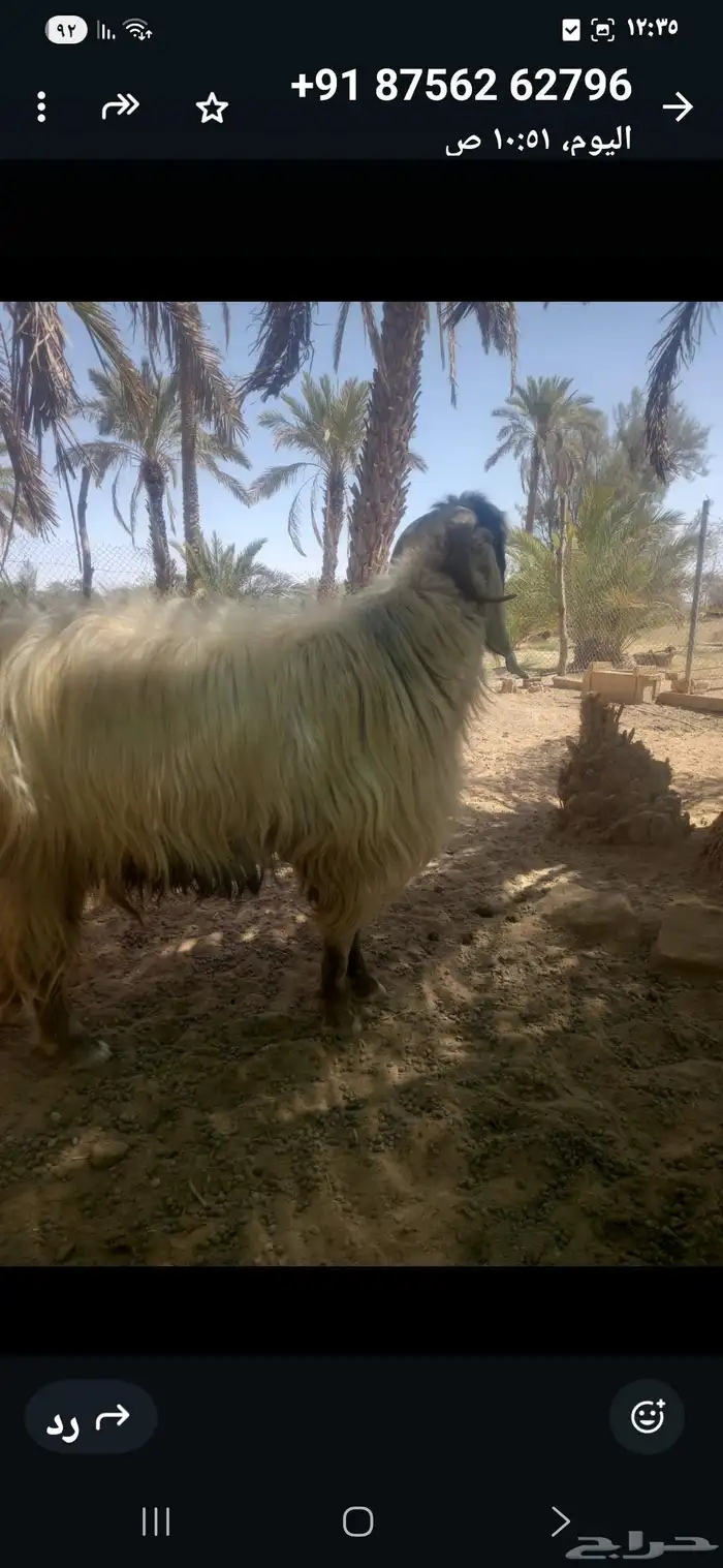 تيس فحل اصفر سديس موضح في الصوره 4