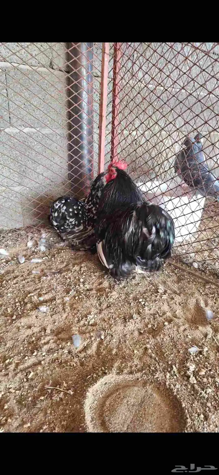 ديك ودجاجه كوشن سمول حباحب 0