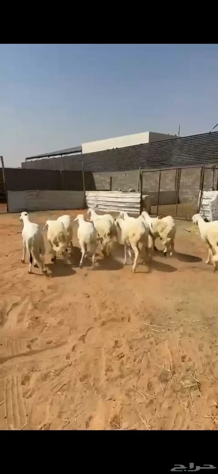 تسعة خرفان سواكن مرابي فوق أربعة تربية جذعان أحوالها فل 6