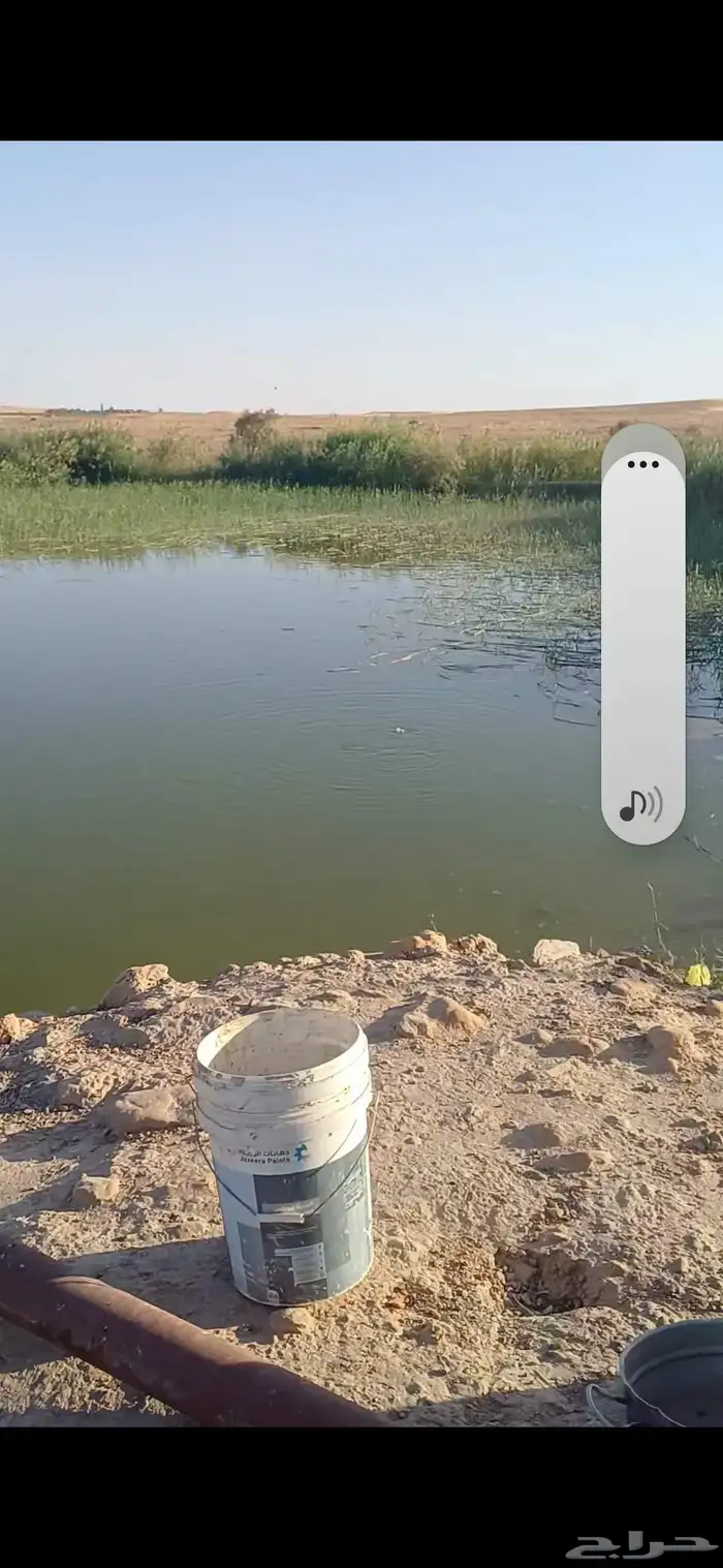 سمك حي للبيع سكاكا الجوف 3