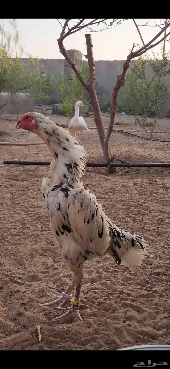 شامو الماني هزاز Top 3