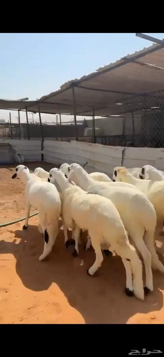 تسعة خرفان سواكن مرابي فوق أربعة تربية جذعان أحوالها فل 1