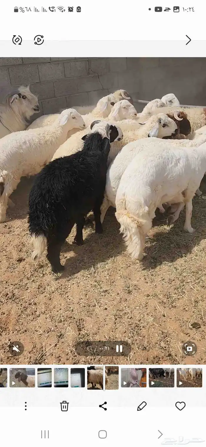 خرفان نعيم وحريات ومشروكه جبره تصلح للمناسبات ع 24 4