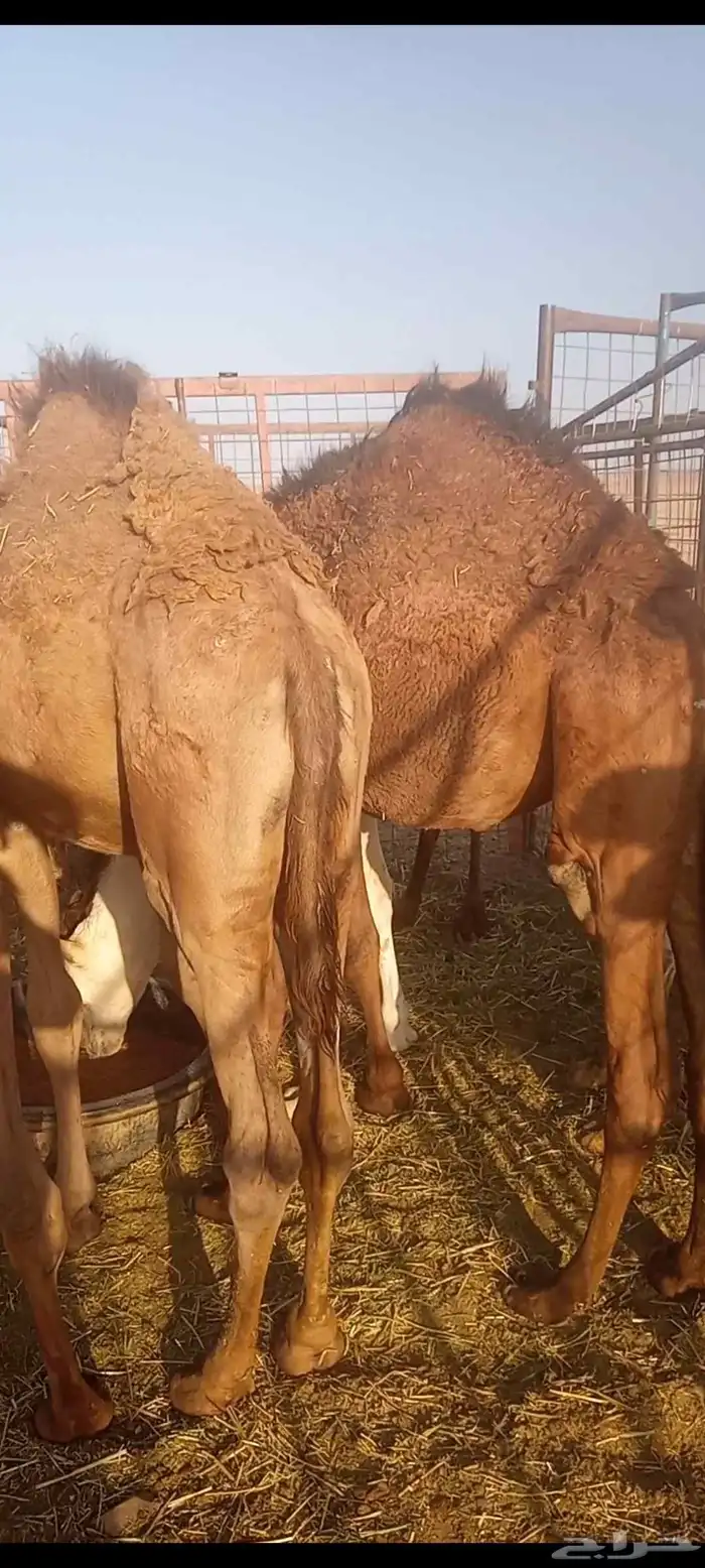 السلام عليكم ورحمه الله وبركاته اعرض لكم قعدان 3