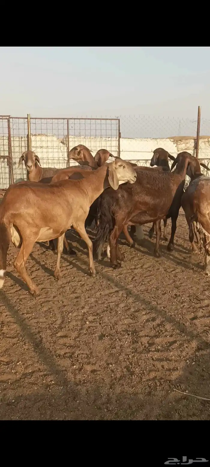 غنم سواكن وهجين فواخر فيها دفيع 0