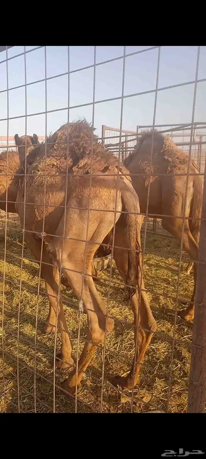 السلام عليكم ورحمه الله وبركاته اعرض لكم قعدان 4