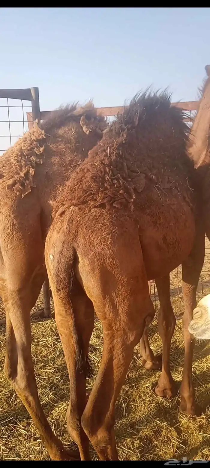 السلام عليكم ورحمه الله وبركاته اعرض لكم قعدان 2