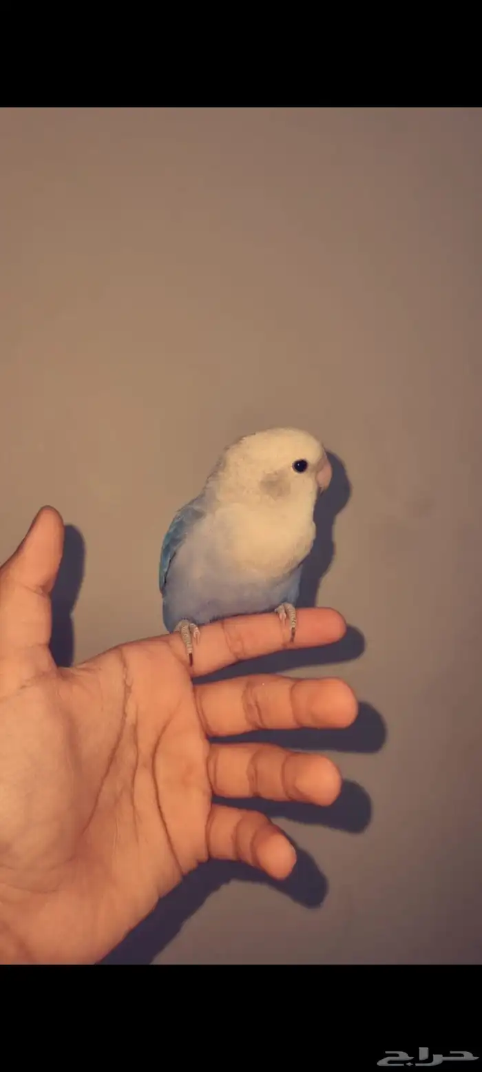 جوز روز 2