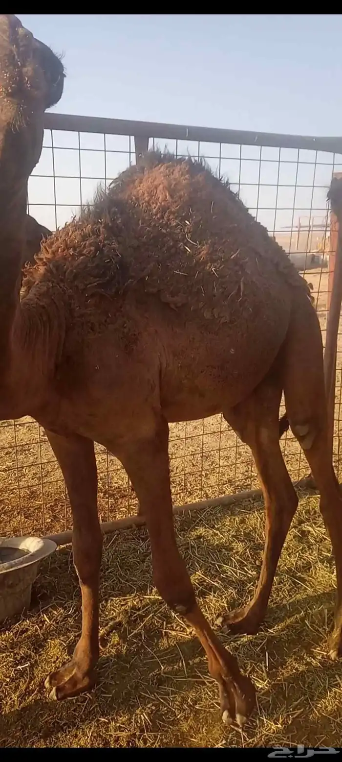 السلام عليكم ورحمه الله وبركاته اعرض لكم قعدان 0