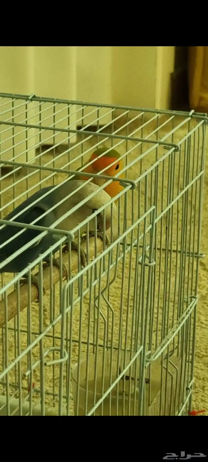 جوز روز 0