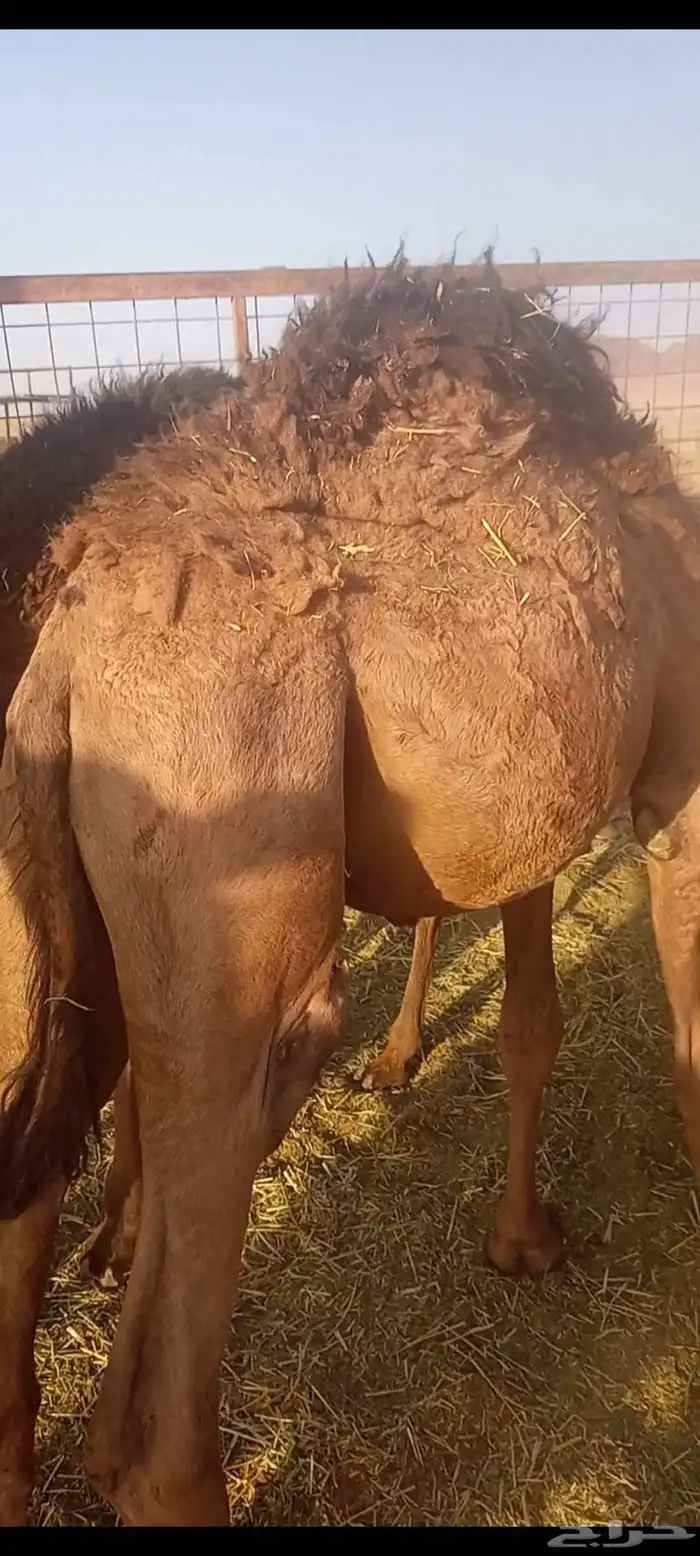 السلام عليكم ورحمه الله وبركاته اعرض لكم قعدان 1