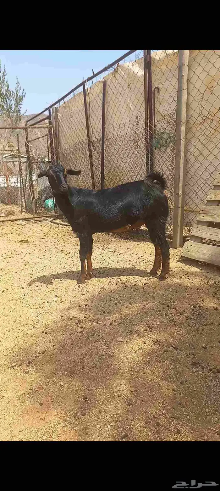 جفره للبيع 0