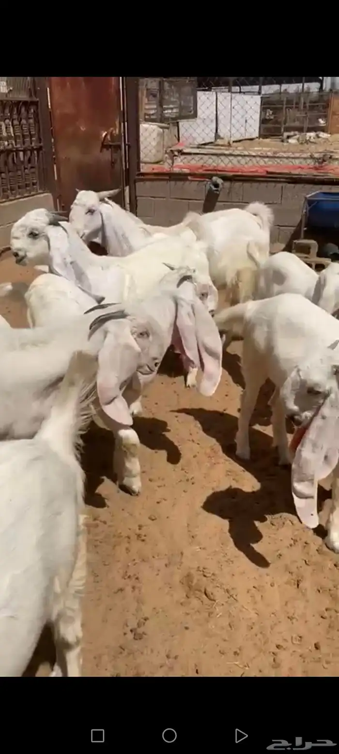 جفار مطورات طيبه ومقاني فاخره 3