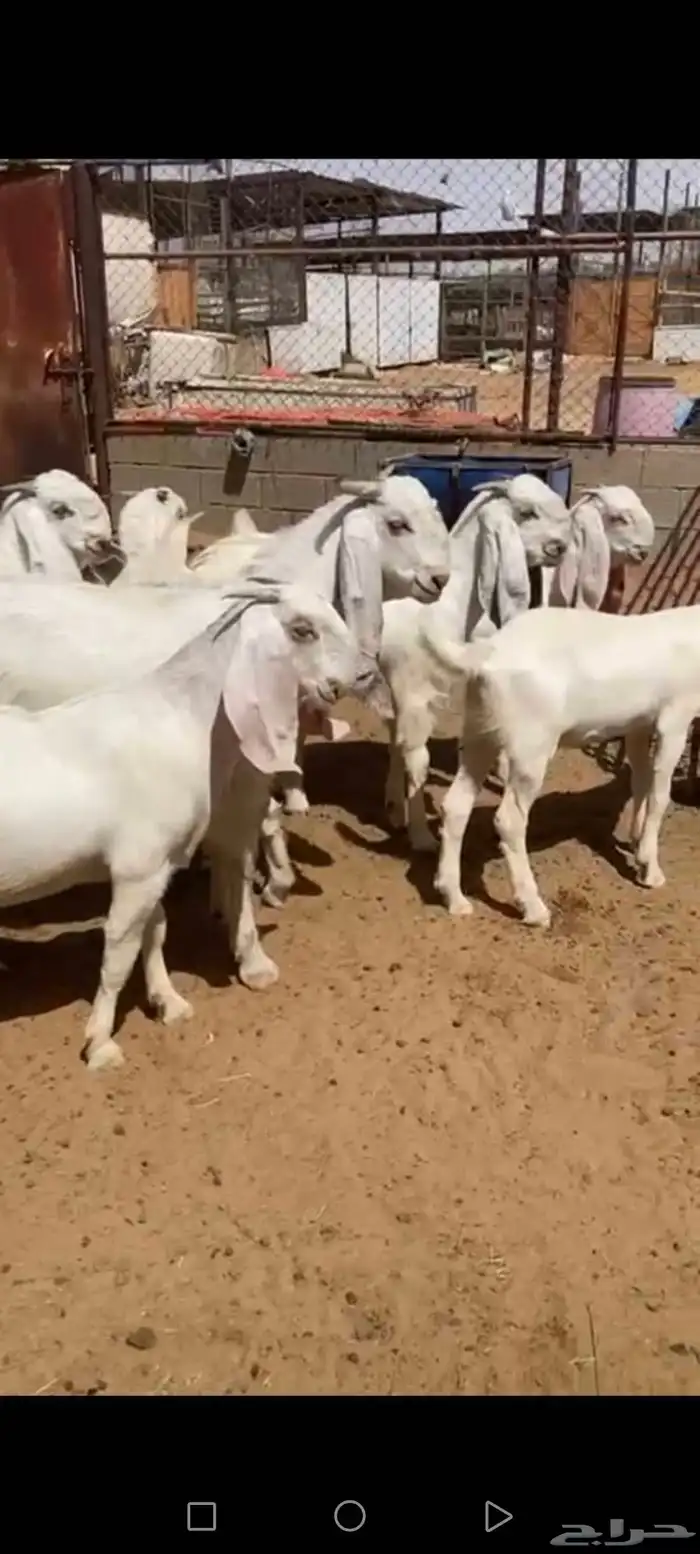 جفار مطورات طيبه ومقاني فاخره 0
