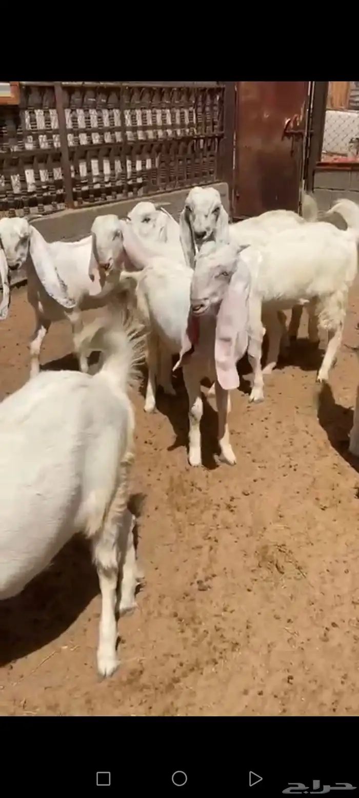 جفار مطورات طيبه ومقاني فاخره 4
