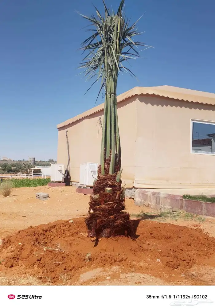 نخل مثمر للبيع خلاص برحي نخيل شيشي صقعي روثانه مجدول هلالي 2