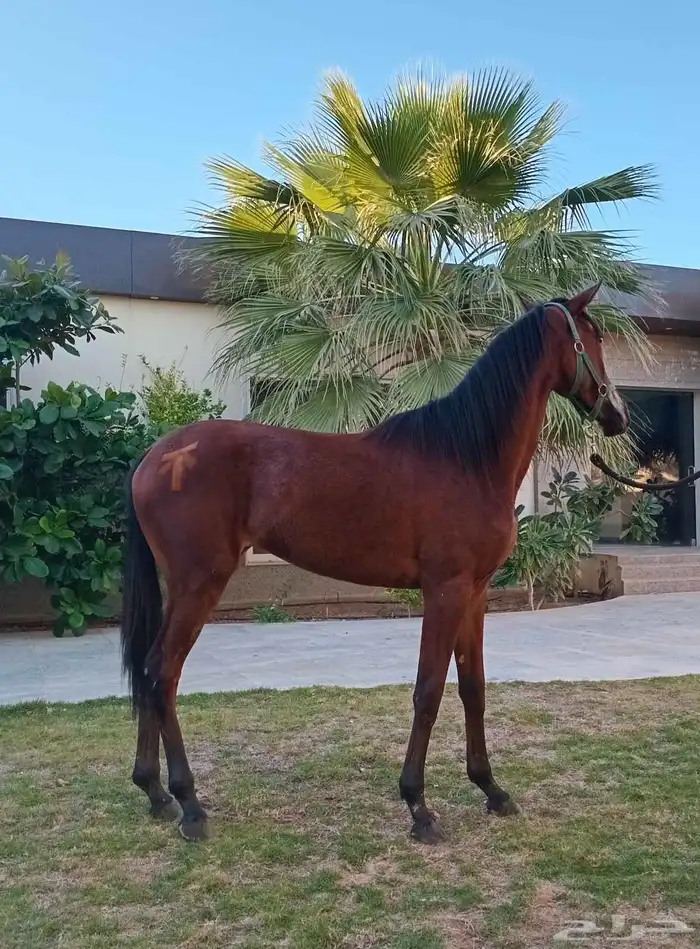 مهره شعبيه فاخره 1
