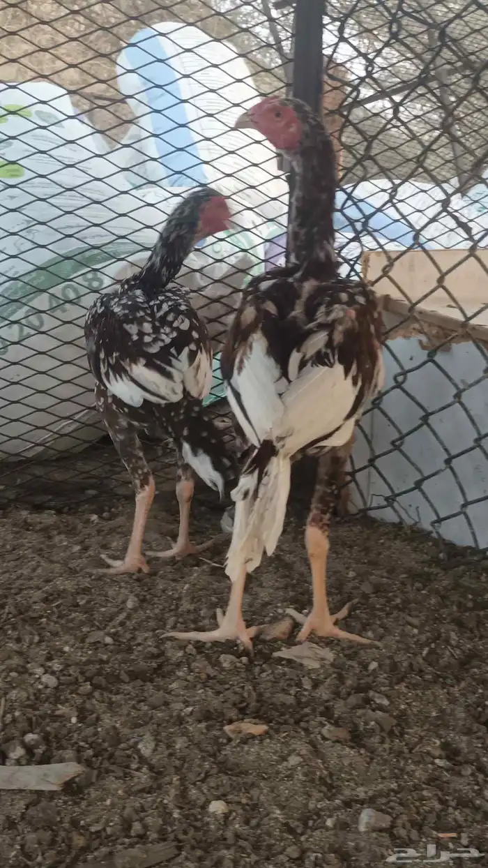ديك ودجاجه باكستاني 2