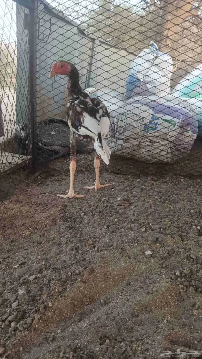 ديك ودجاجه باكستاني 5