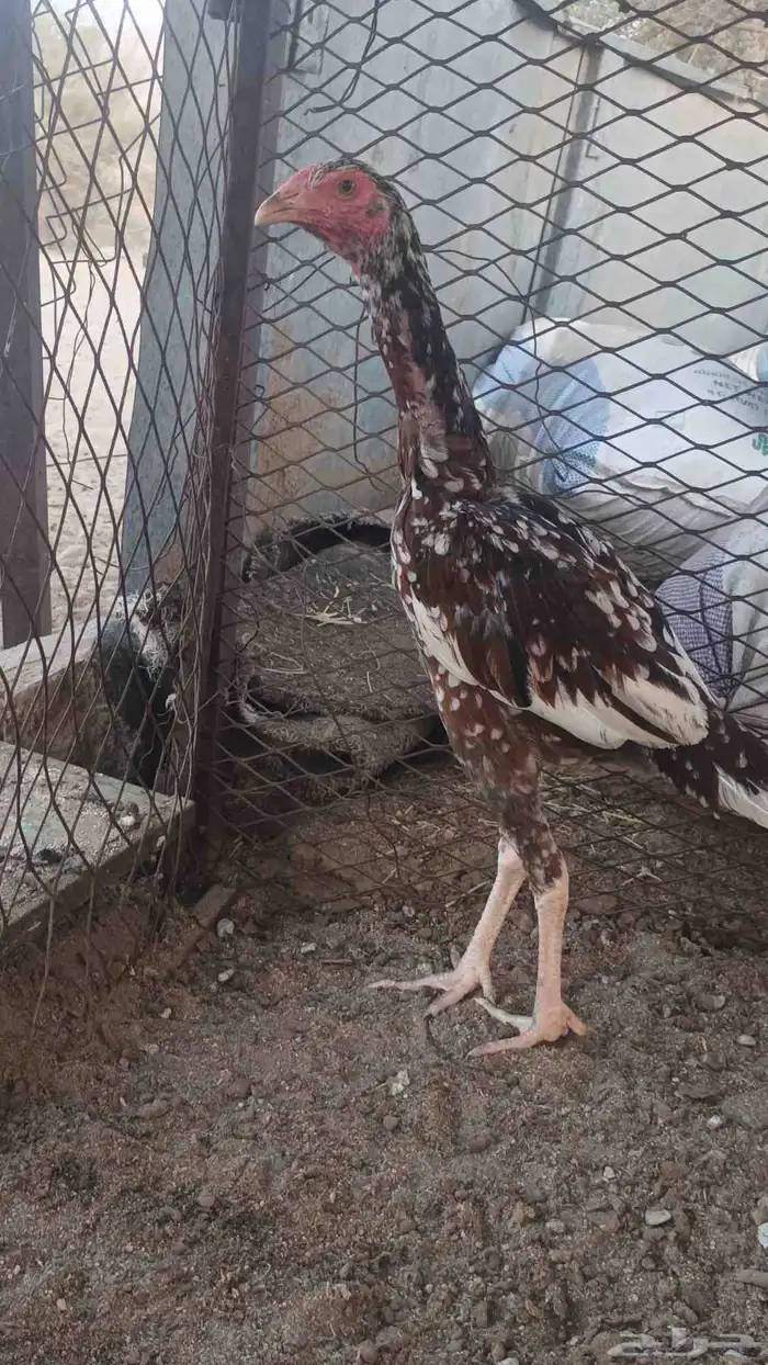 ديك ودجاجه باكستاني 1