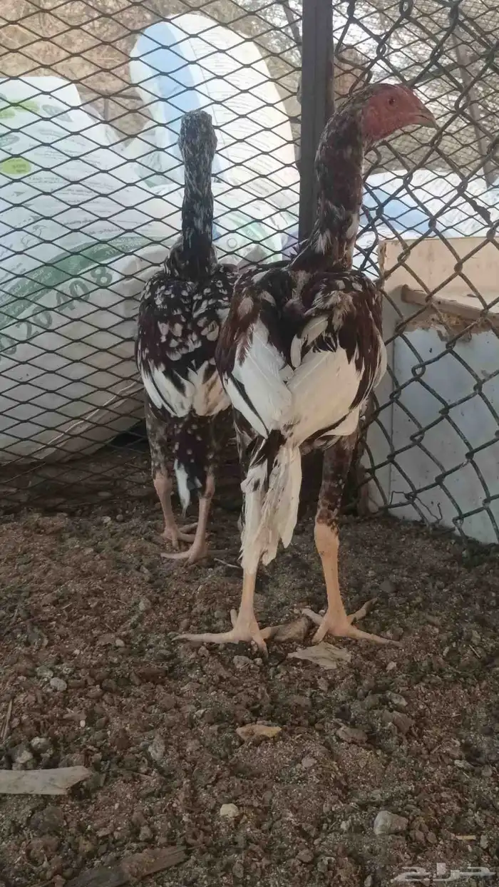 ديك ودجاجه باكستاني 3