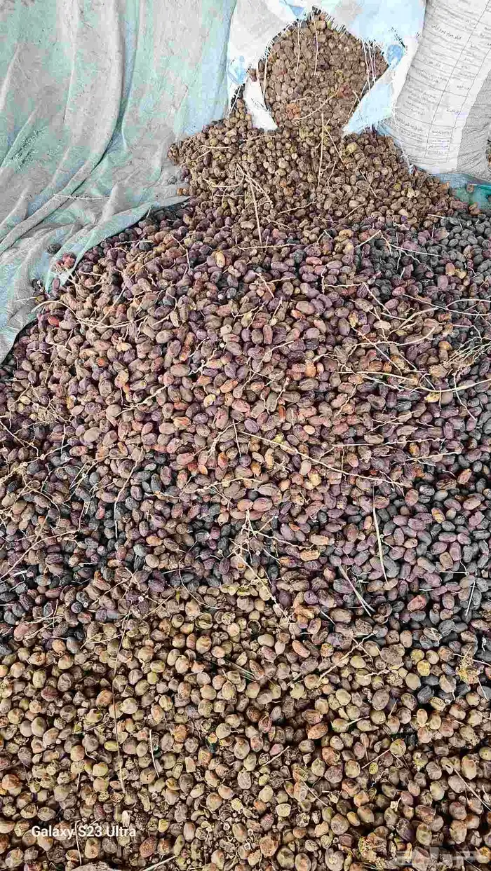 تمر انتاج 1447 0