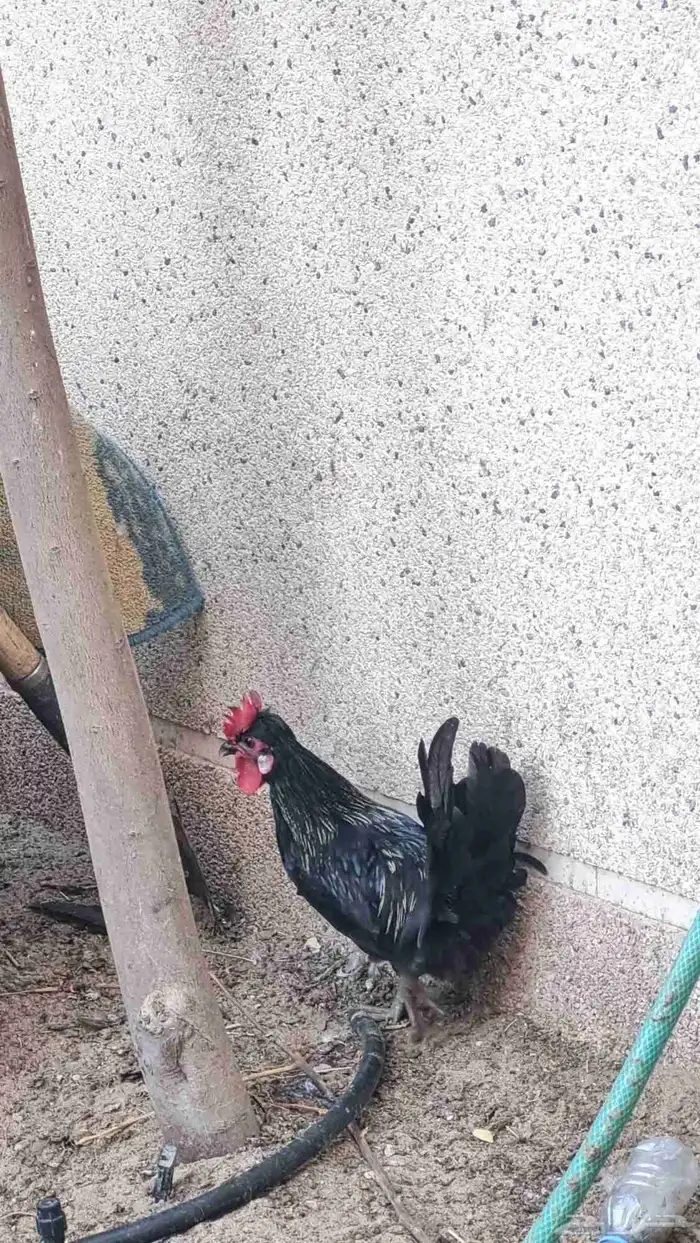 ديك حبحبي كويتي 0