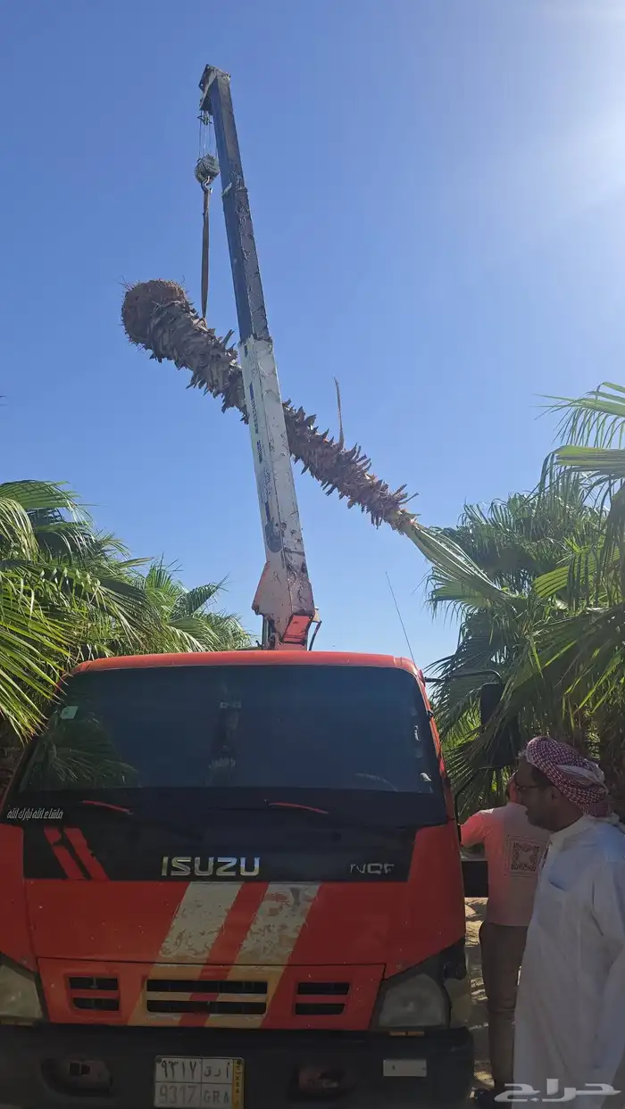 توريد وتركيب جميع انواع النخيل وتركيب الشبوك 6