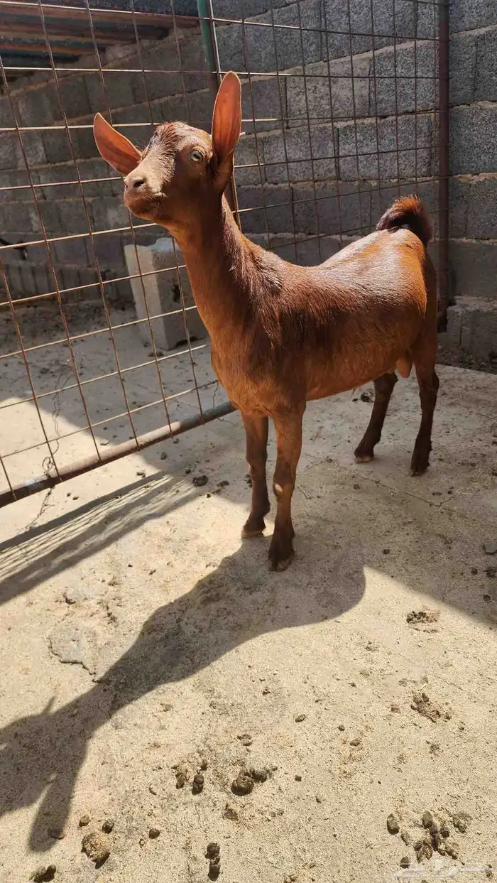 تيس ادهم 0