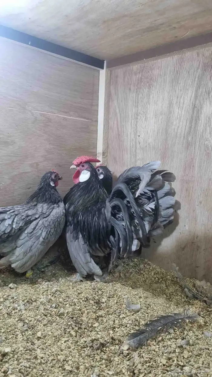 دجاج روز كامب مميز 3