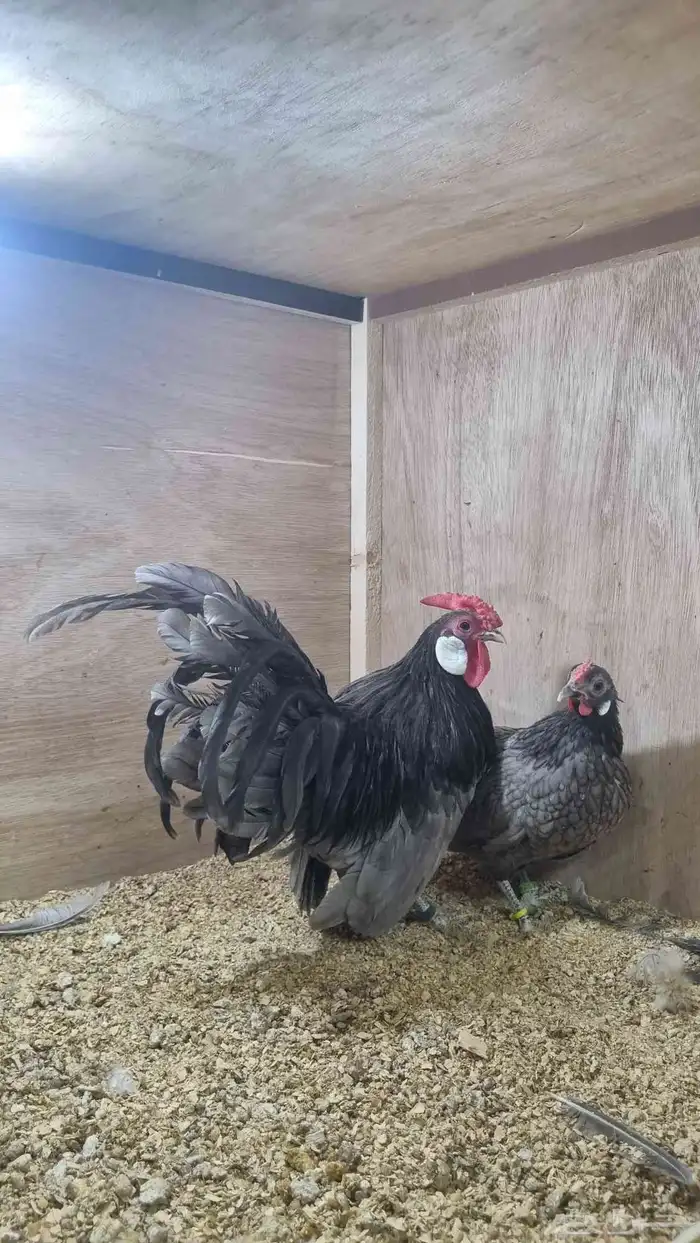 دجاج روز كامب مميز 2