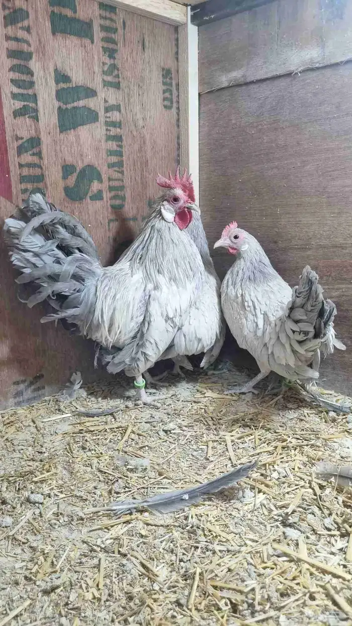 دجاج زينة قزم مميز 0