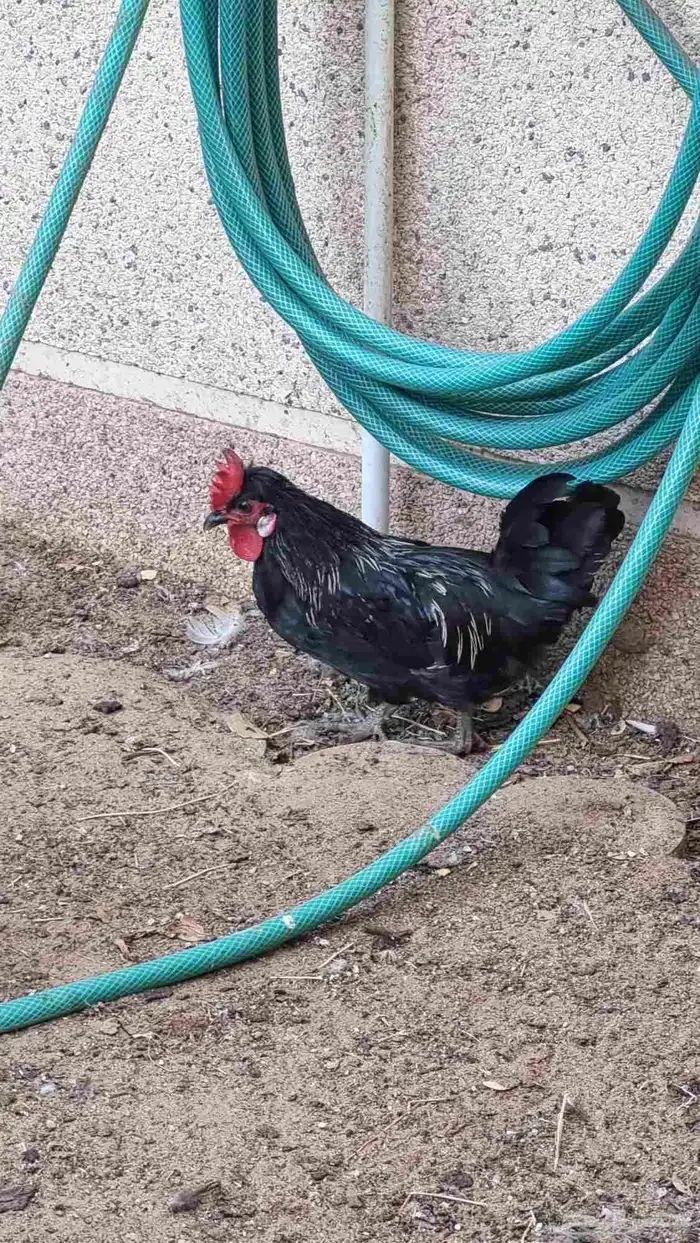 ديك حبحبي كويتي 2