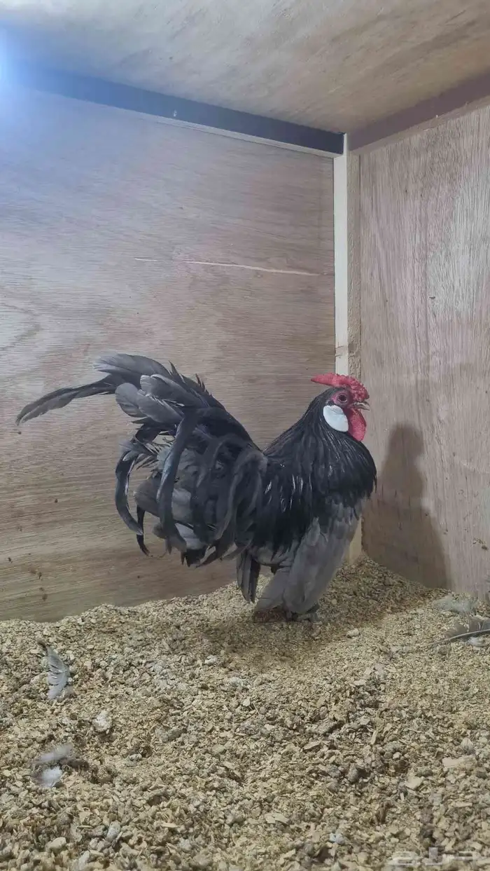 دجاج روز كامب مميز 0