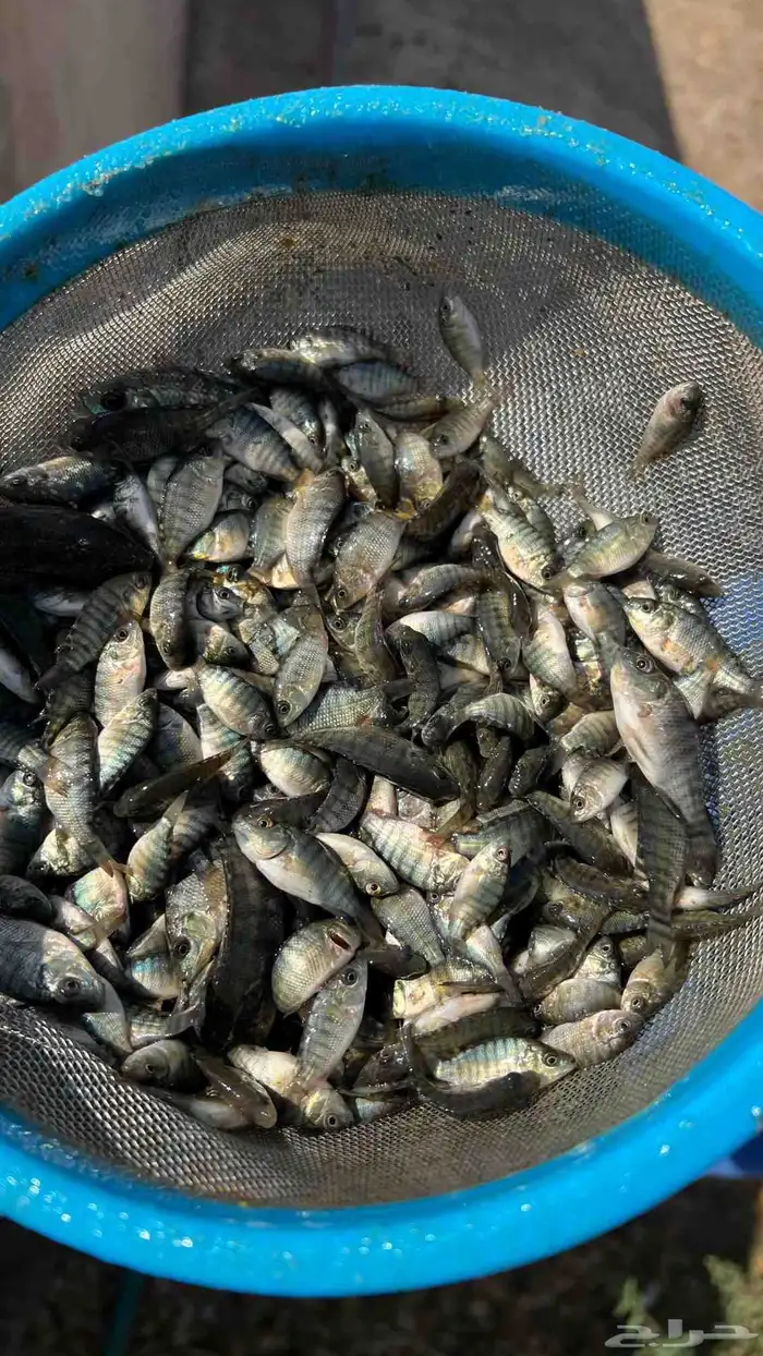 زريعة بلطي محسنة 2