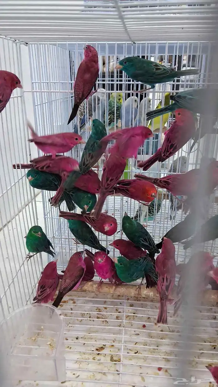 ازواج زيبرا كميات كبيره 4