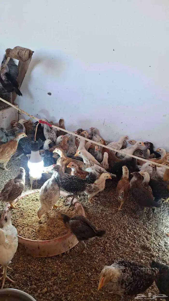دجاج بلدي العمر شهرين 7