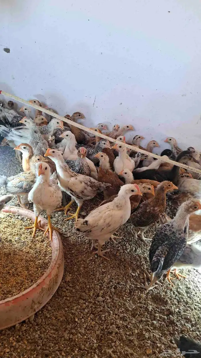 دجاج بلدي العمر شهرين 1