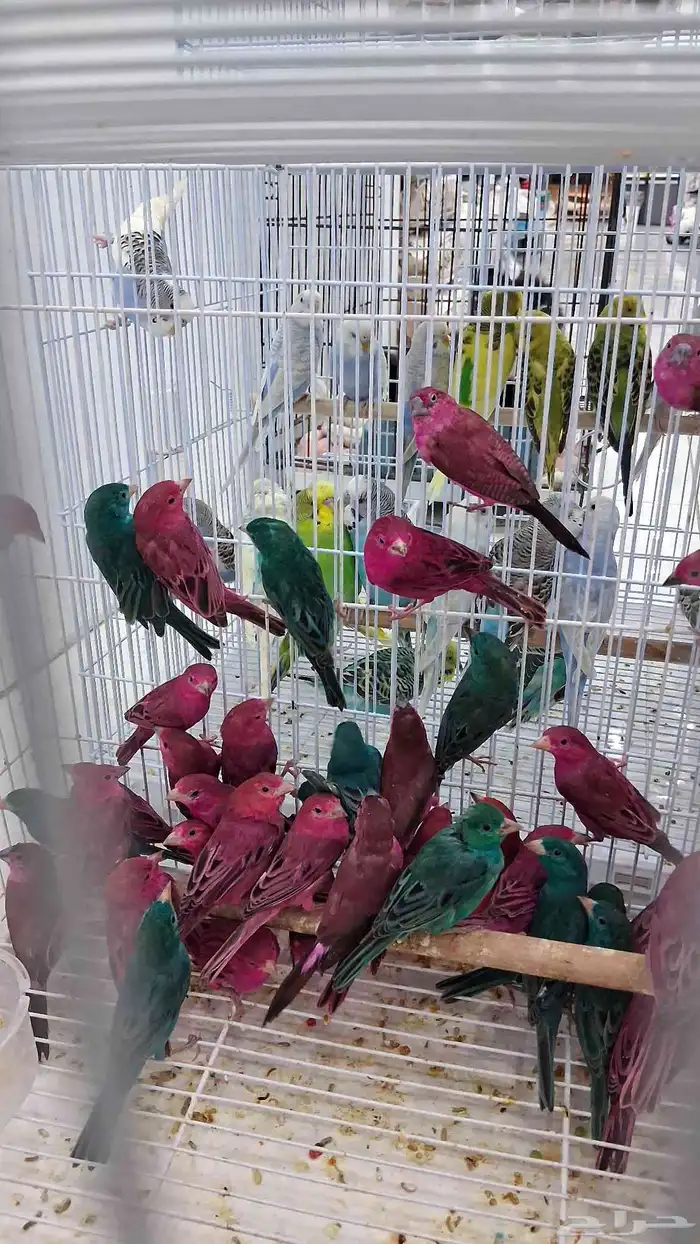 ازواج زيبرا كميات كبيره 9