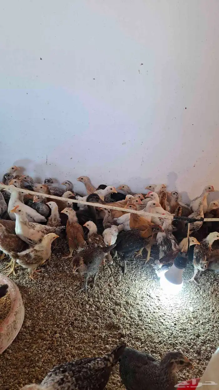 دجاج بلدي العمر شهرين 6