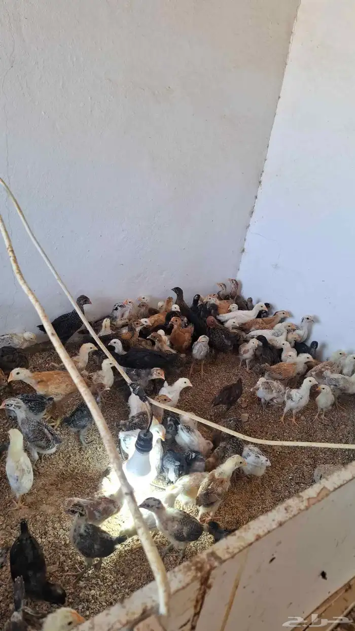 دجاج بلدي العمر شهرين 3