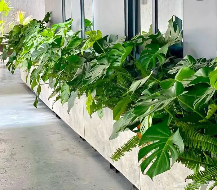 مؤسسة زهرة الخليج الزراعية -نجران -دحضة 3