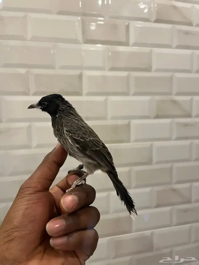 بلبل 4