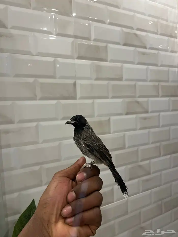 بلبل 0