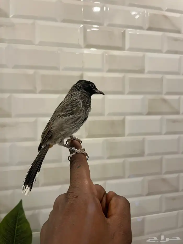 بلبل 8