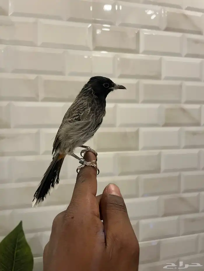 بلبل 6